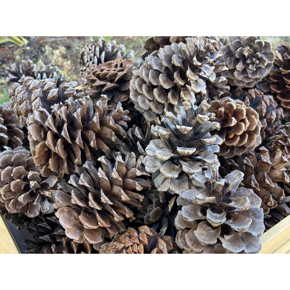 Ponderosa Pine Cones (25) ~ For Crafts, Rustic/Holiday/Wedding/Fall Decor 2.5-4"